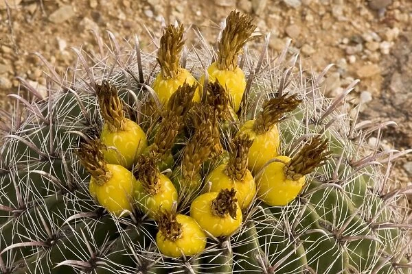 Fishhook Barrel Cactus Ferocactus wislizenii, in fruit; Arizona
