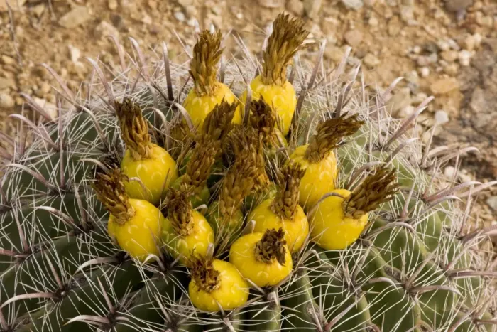 Framed Print : Fishhook Barrel Cactus Ferocactus wislizenii, in fruit; Arizona Framed Print : Fishhook Barrel Cactus Ferocactus wislizenii, in fruit; Arizona