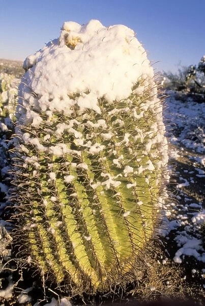 Fishhook Barrel  /  Compass Barrel Cactus - Snow covered - Sonoran Desert - Arizona - USA
