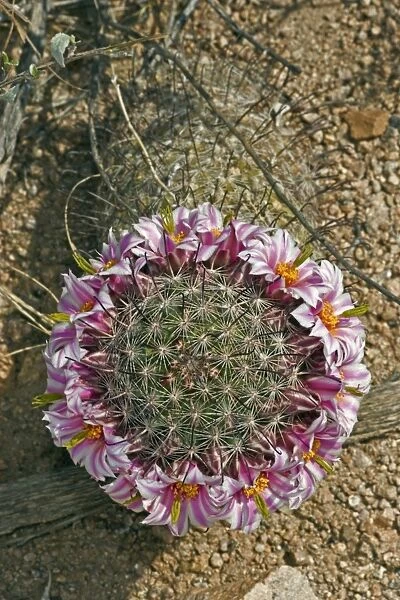 Fishhook Pincushion Cactus - Sonoran Desert - Arizona - USA