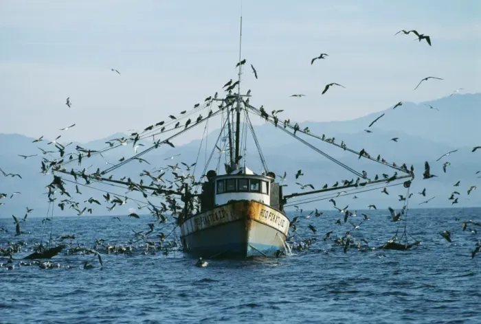 Framed Print : Fishing Boat FG 5321 Shrimper & sea birds, Sea of Cortez, Mexico. © Francois Gohier / ardea. com Framed Print : Fishing Boat FG 5321 Shrimper & sea birds, Sea of Cortez, Mexico. © Francois Gohier / ardea. com