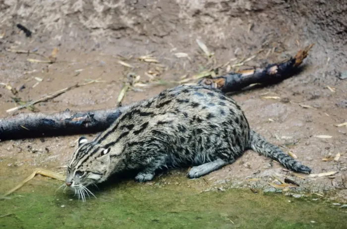 Framed Print : Fishing Cat Framed Print : Fishing Cat