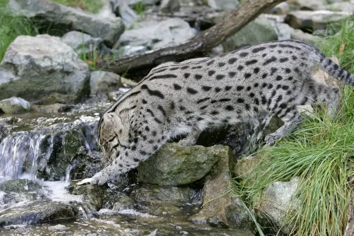 Framed Print : Fishing Cat - crossing stream. Dist: Asia Framed Print : Fishing Cat - crossing stream. Dist: Asia