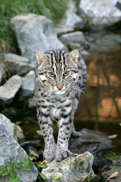 Framed Print : Fishing Cat. Dist: Asia Framed Print : Fishing Cat. Dist: Asia