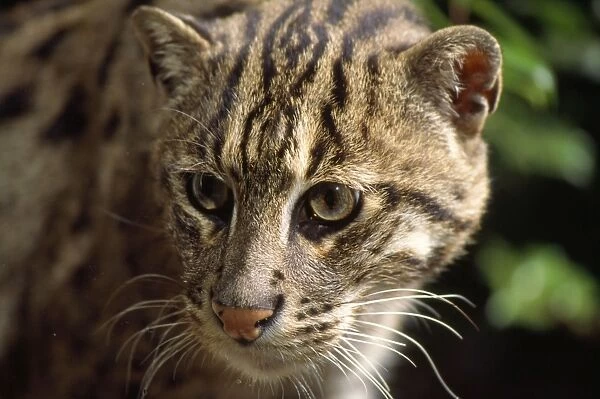 Fishing Cat Mangrove swamps & thickets of Indo-China