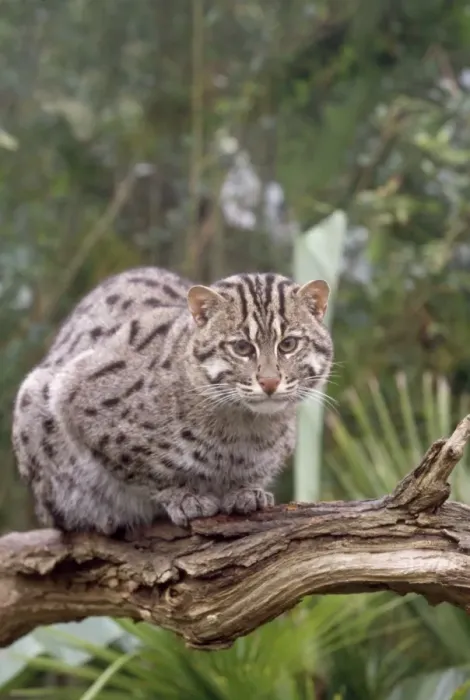 Framed Print : Fishing Cat - sitting on branch Framed Print : Fishing Cat - sitting on branch