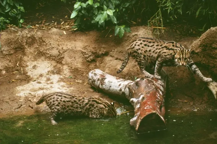 Framed Print : Fishing Cats KFO 567 Range: India, South East Asia, Java, Sumatra, South China. Felis / prionailurus viverrinus © M. Watson / ARDEA LONDON Framed Print : Fishing Cats KFO 567 Range: India, South East Asia, Java, Sumatra, South China. Felis / prionailurus viverrinus © M. Watson / ARDEA LONDON