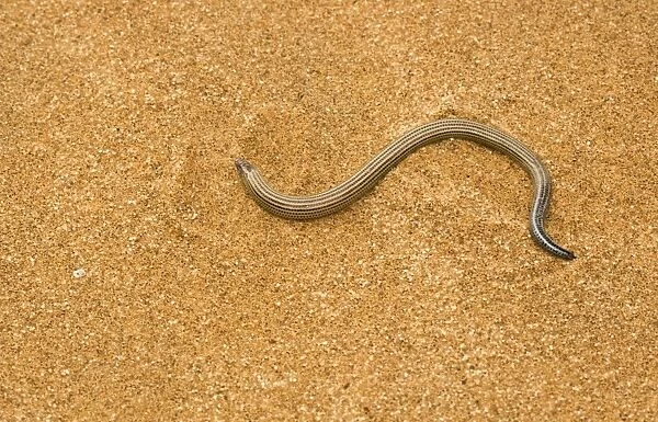 Fitsimon's Burrowing Skink - pictured on dune sand - Namib Desert - Namibia - Africa