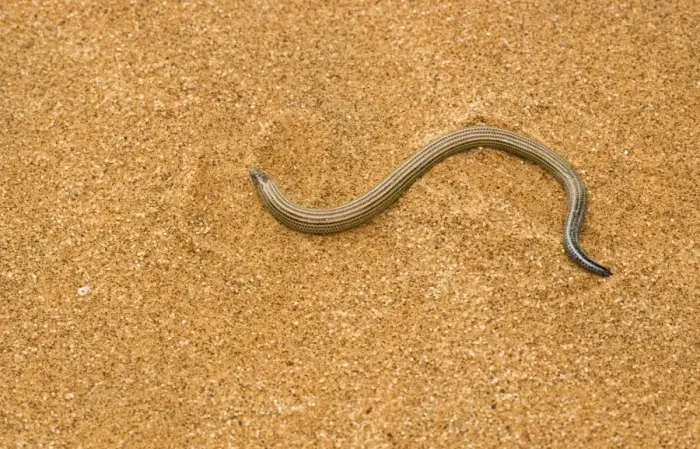 Framed Print : Fitsimon's Burrowing Skink - pictured on dune sand - Namib Desert - Namibia - Africa Framed Print : Fitsimon's Burrowing Skink - pictured on dune sand - Namib Desert - Namibia - Africa