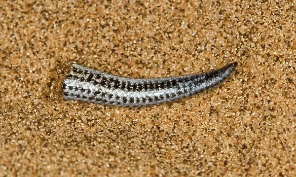 Fitsimon's Burrowing Skink - Tip of the tail after shedding it - Namib Desert - Namibia - Africa
