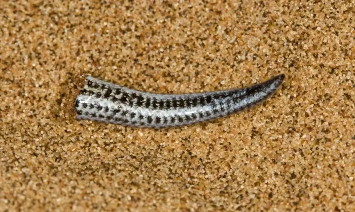 Framed Print : Fitsimon's Burrowing Skink - Tip of the tail after shedding it - Namib Desert - Namibia - Africa Framed Print : Fitsimon's Burrowing Skink - Tip of the tail after shedding it - Namib Desert - Namibia - Africa