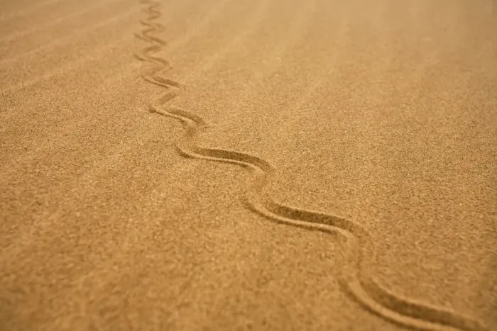 Framed Print : Fitsimon's Burrowing Skink - Tracks on the dunes - Namib Desert - Namibia - Africa Framed Print : Fitsimon's Burrowing Skink - Tracks on the dunes - Namib Desert - Namibia - Africa