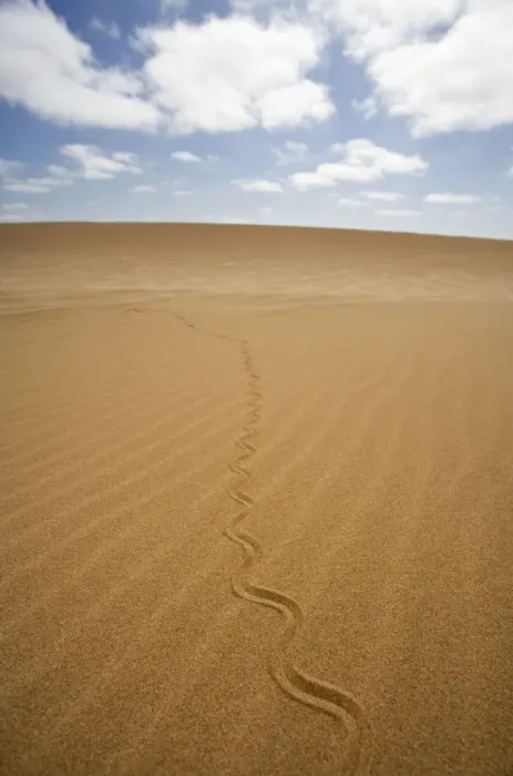 Framed Print : Fitsimon's Burrowing Skink - Tracks on the dunes - Namib Desert - Namibia - Africa Framed Print : Fitsimon's Burrowing Skink - Tracks on the dunes - Namib Desert - Namibia - Africa