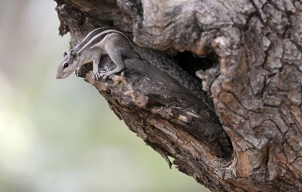 Five-Striped Palm Squirrel - Ranthambhore National Park - Rajasthan - India