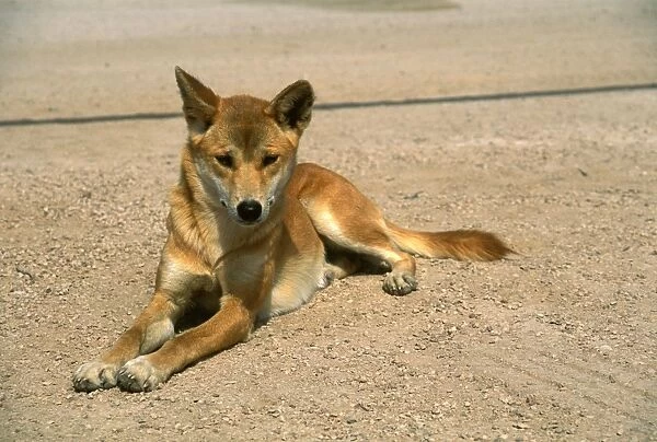 FKH00030. AUS-773. Dingo (Canis lupus dingo ) sitting