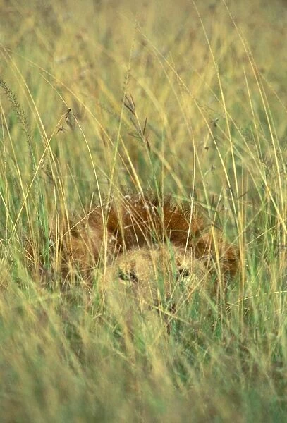 FL 2965. FL-2965. Lion - Camouflaged. Maasai Mara, Kenya, Africa.
