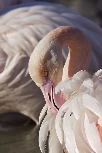 flamant rose. Greater Flamingo - grooming - Parc Ornithologique du Pont