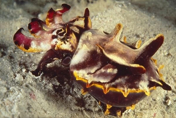 Flamboyant Cuttlefish AU 64 BS South Pacific  /  Papua New Guinea Metasepia pfefferi © Becca Saunders  /  ARDEA LONDON