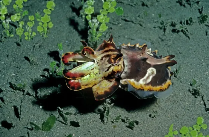 Framed Print : Flamboyant Cuttlefish - Hunting at dusk for small crustations over dark volcanic sand Milne Bay, Papua New Guinea Framed Print : Flamboyant Cuttlefish - Hunting at dusk for small crustations over dark volcanic sand Milne Bay, Papua New Guinea