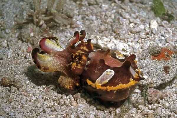 Flamboyant cuttlefish - photographed in an isolated area of Papua New Guinea because of its unusual behavour the photographer believes this to be a new species The animal blended in with the bottom. It constantly changed body texture