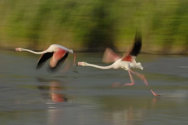 Flamingo. SM-2047. Greater Flamingo - pair in flight - taking off