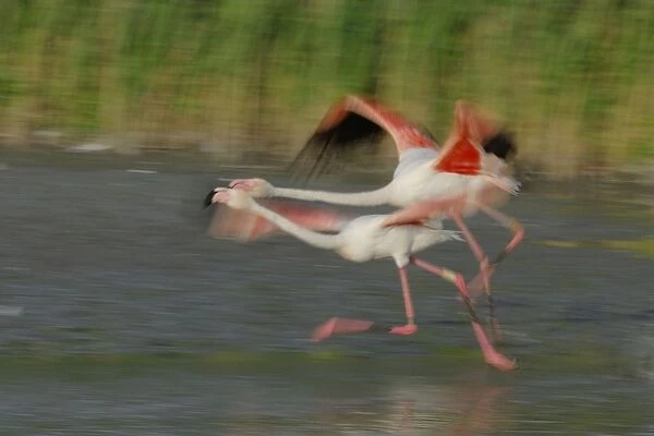 Flamingo. SM-2048. Greater Flamingo - pair in flight - taking off