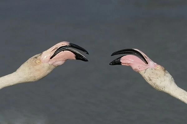 Flamingo. SM-2049-m. Greater Flamingo - fighting
