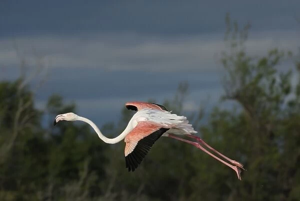 Flamingo. SM-2051. Greater Flamingo - in flight - landing