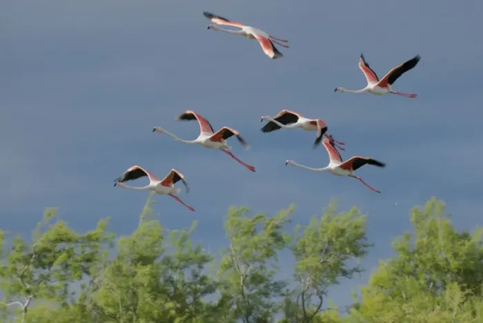 Framed Print : Flamingo. SM-2054. Greater Flamingo - group in flight Framed Print : Flamingo. SM-2054. Greater Flamingo - group in flight