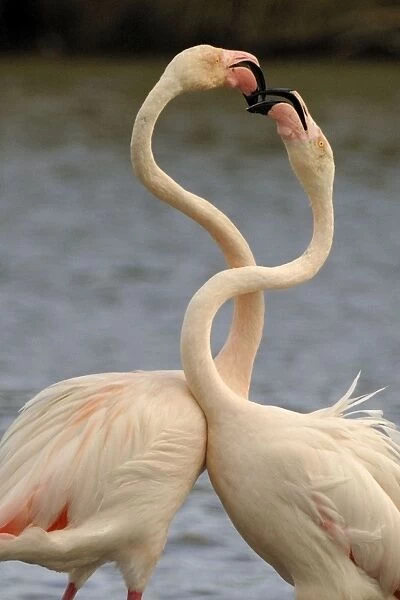 Flamingo. SM-2056. Greater Flamingo - fighting