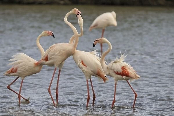 Flamingo. SM-2057. Greater Flamingo - fighting