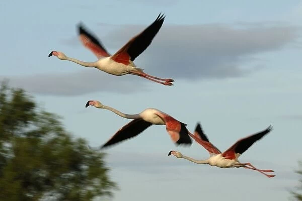 Flamingo. SM-2060. Greater Flamingo - group in flight