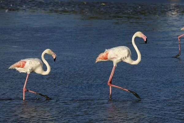 Flamingo. SM-2061. Greater Flamingo. Camargue - France
