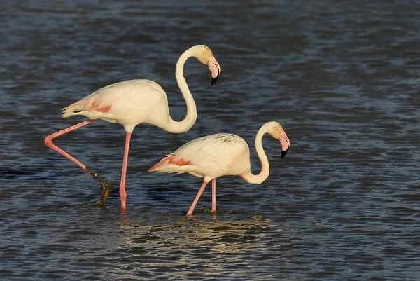 Flamingo. SM-2062. Greater Flamingo - pair