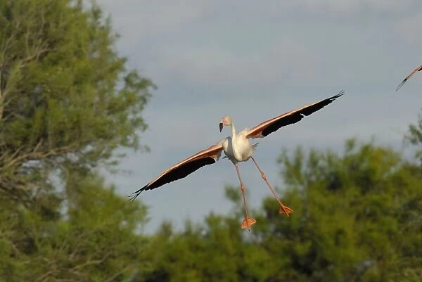 Flamingo. SM-2063. Greater Flamingo - in flight - landing