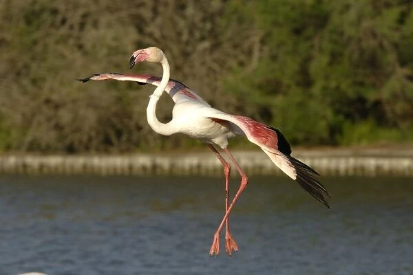 Flamingo. SM-2064. Greater Flamingo - in flight - landing