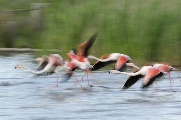 Flamingo. SM-2065. Greater Flamingo - group in flight