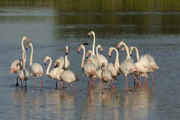 Flamingo. SM-2066. Greater Flamingoes. Camargue - France