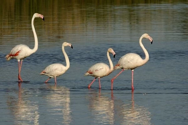 Flamingo. Greater Flamingoes - Camargue - France