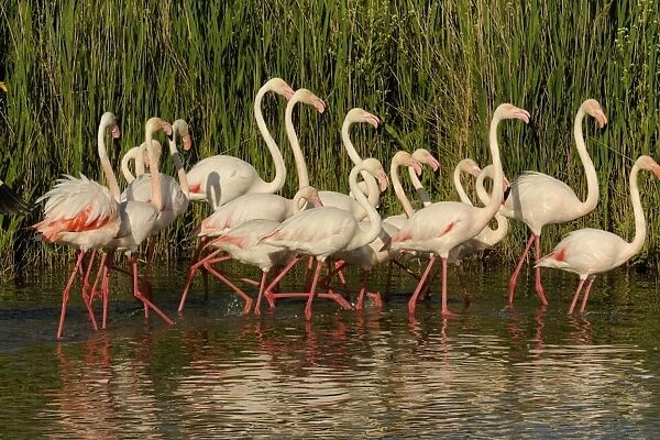 Flamingo. SM-2068. Greater Flamingoes. Camargue - France