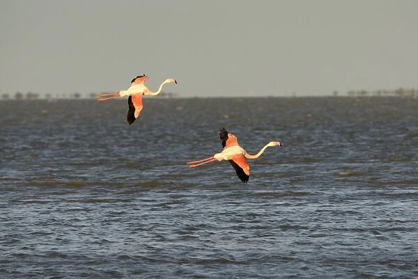 Flamingo. SM-2029. Greater Flamingos - in flight