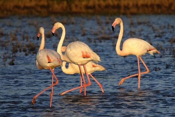 Flamingo. SM-2030. Greater Flamingos. Camargue - France