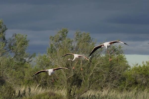 Flamingo. SM-2050. Greater Flamingo - group in flight - landing