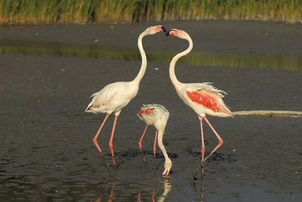 Flamingo. SM-2052. Greater Flamingo - feeding and fighting