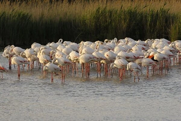 Flamingo. SM-2059. Greater Flamingo - feeding and resting