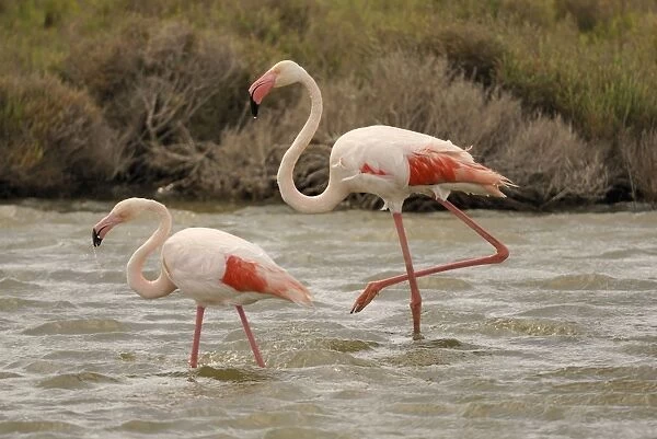 Flamingo. SM-2069. Greater Flamingo - pair