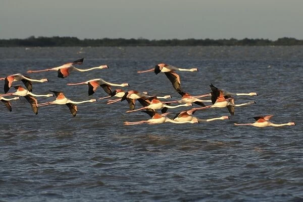 Flamingo. SM-2070. Greater Flamingo - group in flight