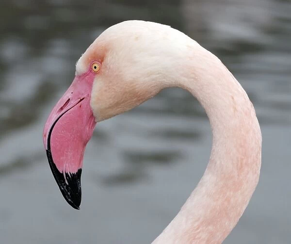 Flamingo. PM-10267. Flamingo. Phoenicopterus sp
