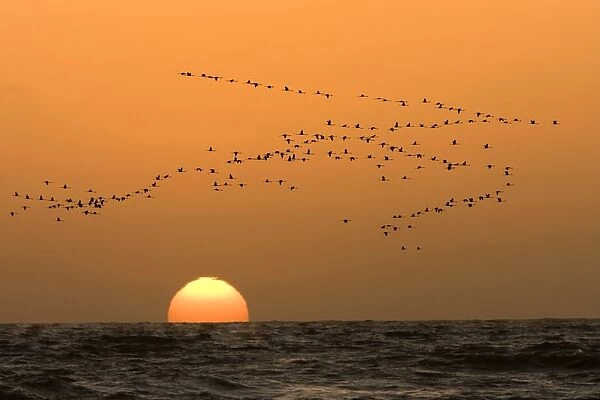 Flamingo Flock In flight at sunset over the Atlantic Namibian Coast near Swakopmund, Namibia, Africa