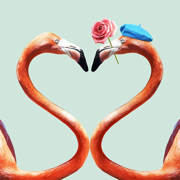 Flamingo, a pair of Flamingos creating a heart